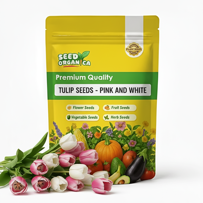 Tulip Seeds – Pink and White