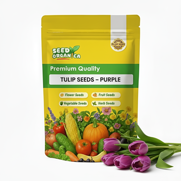 Tulip Seeds – Purple