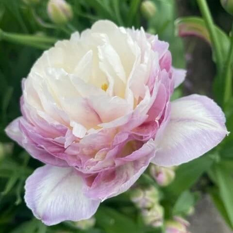 Tulip Seeds – Purple and White