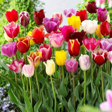 Tulip Seeds – Rainbow Mix