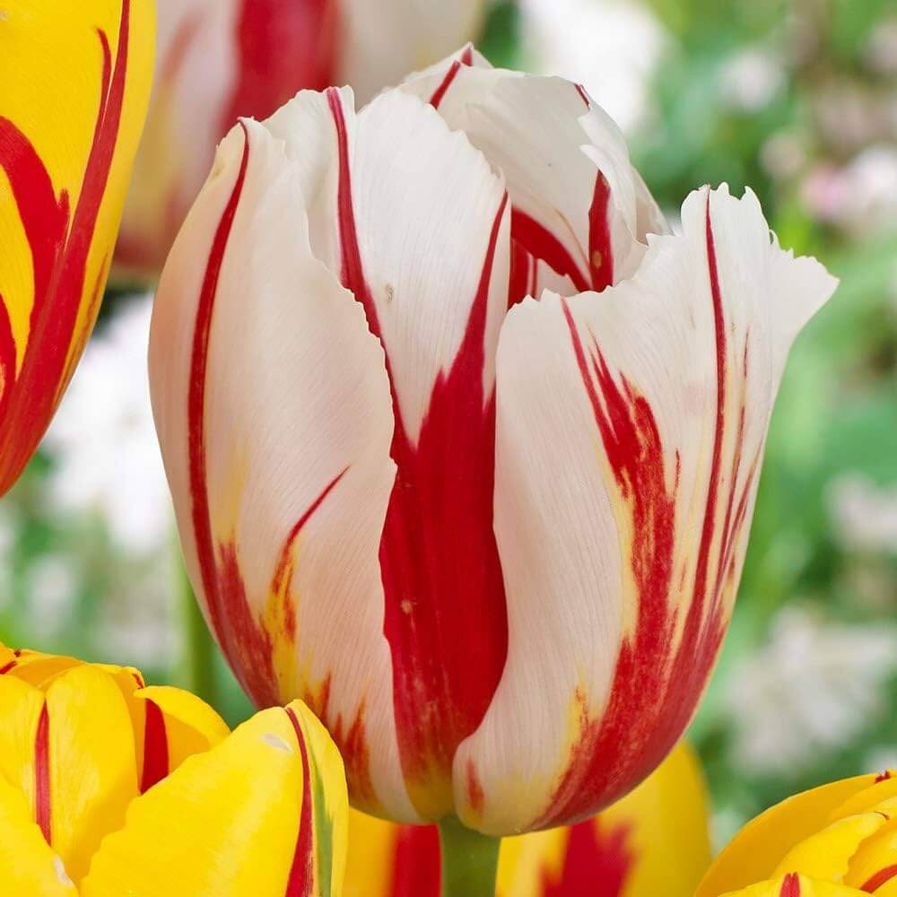Tulip Seeds – Tulipa gesneriana