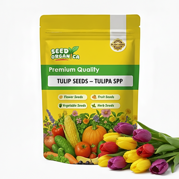 Tulip Seeds – Tulipa spp