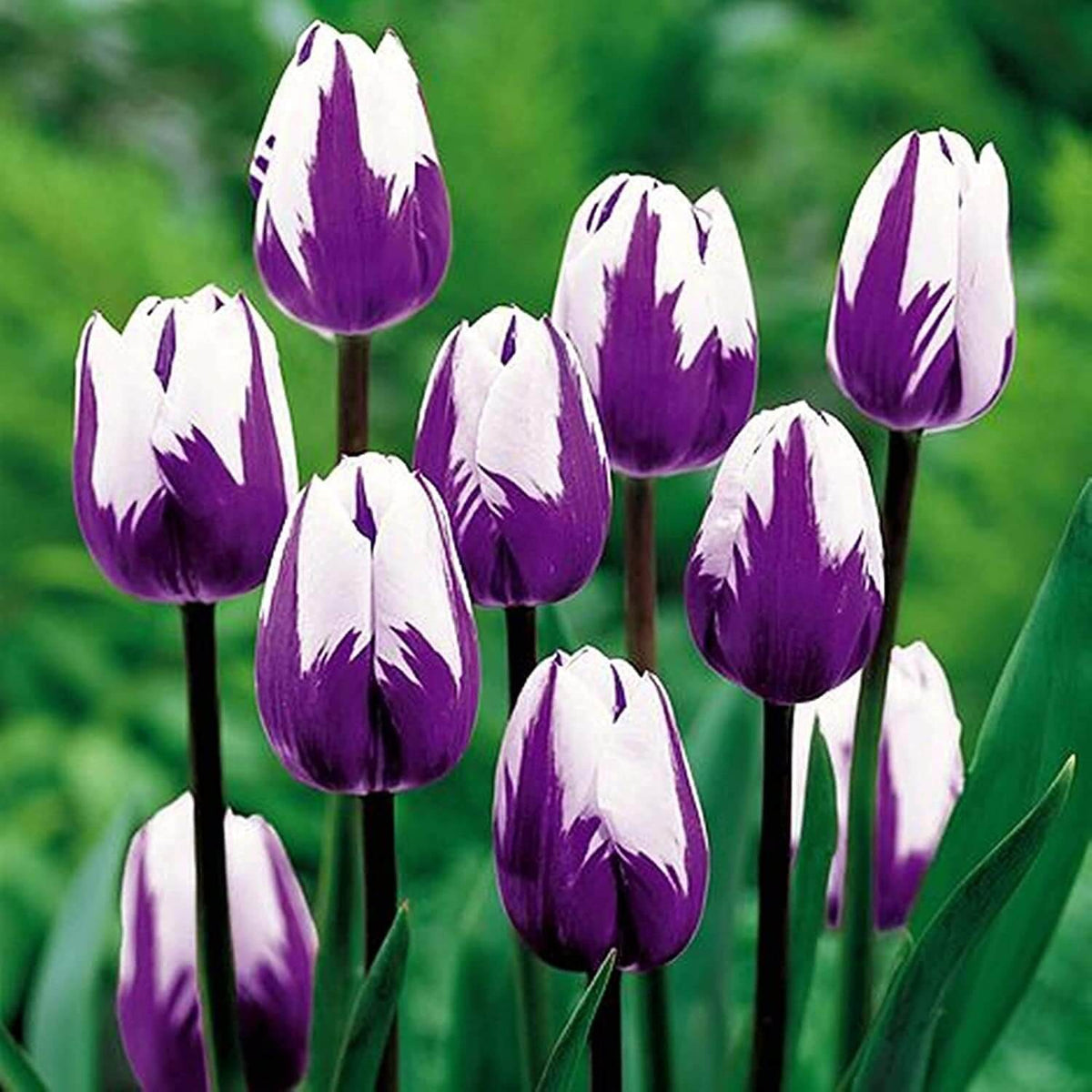 Tulip Seeds – White and Violet