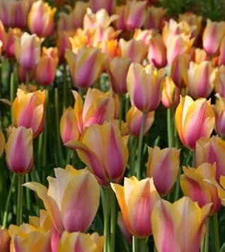 Tulip Seeds – Yellow Pink – Wildflower