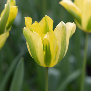 Tulip Seeds – Yellow and Green