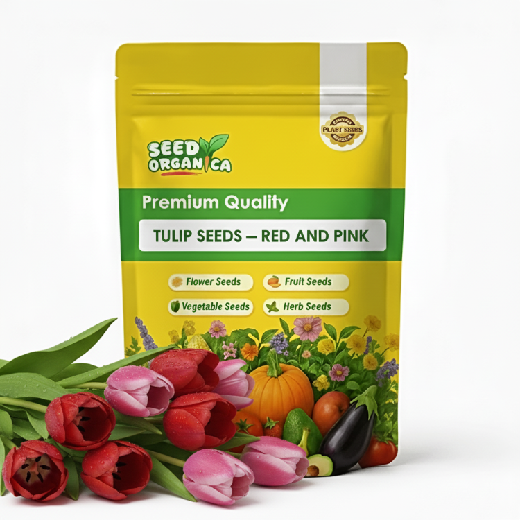Tulip Seeds – red and pink