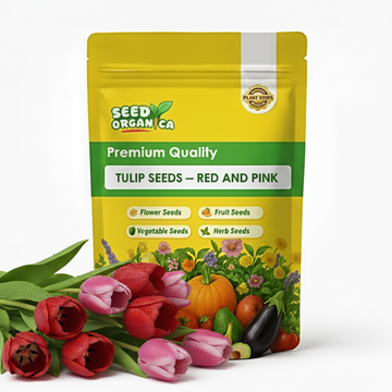Tulip Seeds – red and pink