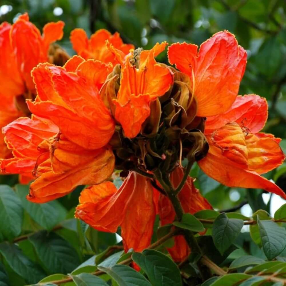 Tulip Tree Seeds – Premium Heirloom