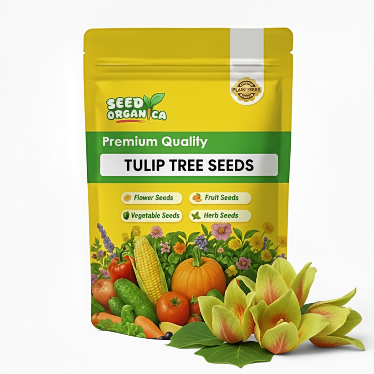 Tulip Tree Seeds