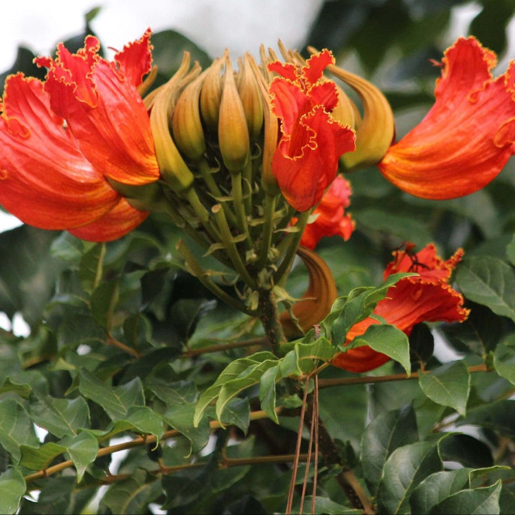 Tulip Tree Seeds – Premium Heirloom