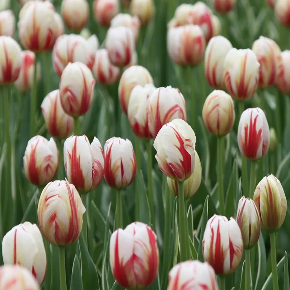Tulip Seeds – Tulipa gesneriana