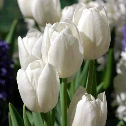 Tulip Seeds – White Collection