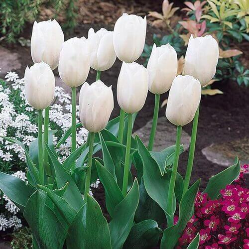 Tulip Seeds – White Collection
