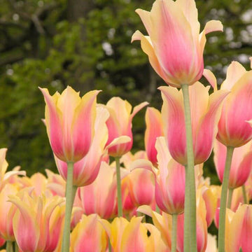 Tulip Seeds – Yellow Pink – Wildflower