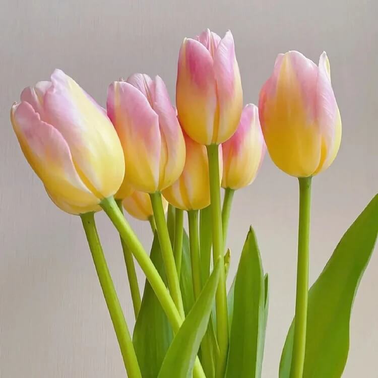 Tulip Seeds – Yellow and Pink 
