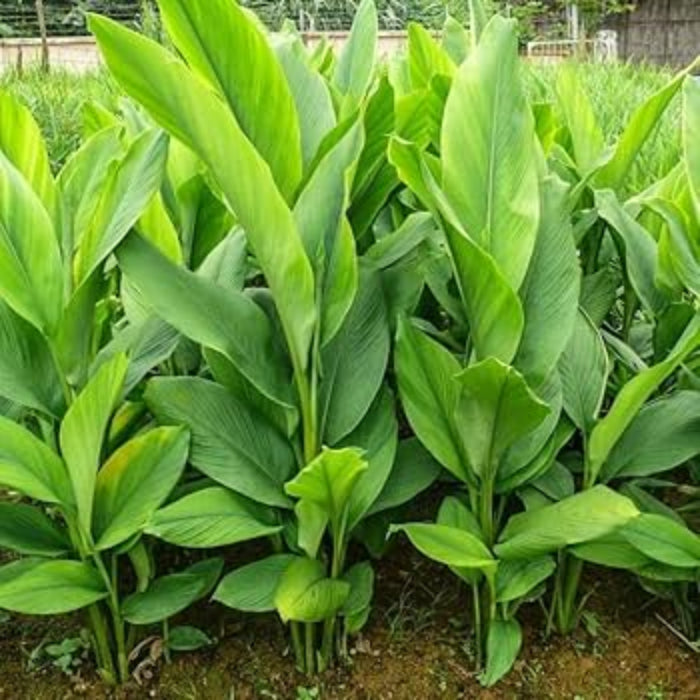 Turmeric Seeds – Planting