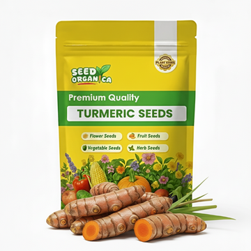 Turmeric Seeds