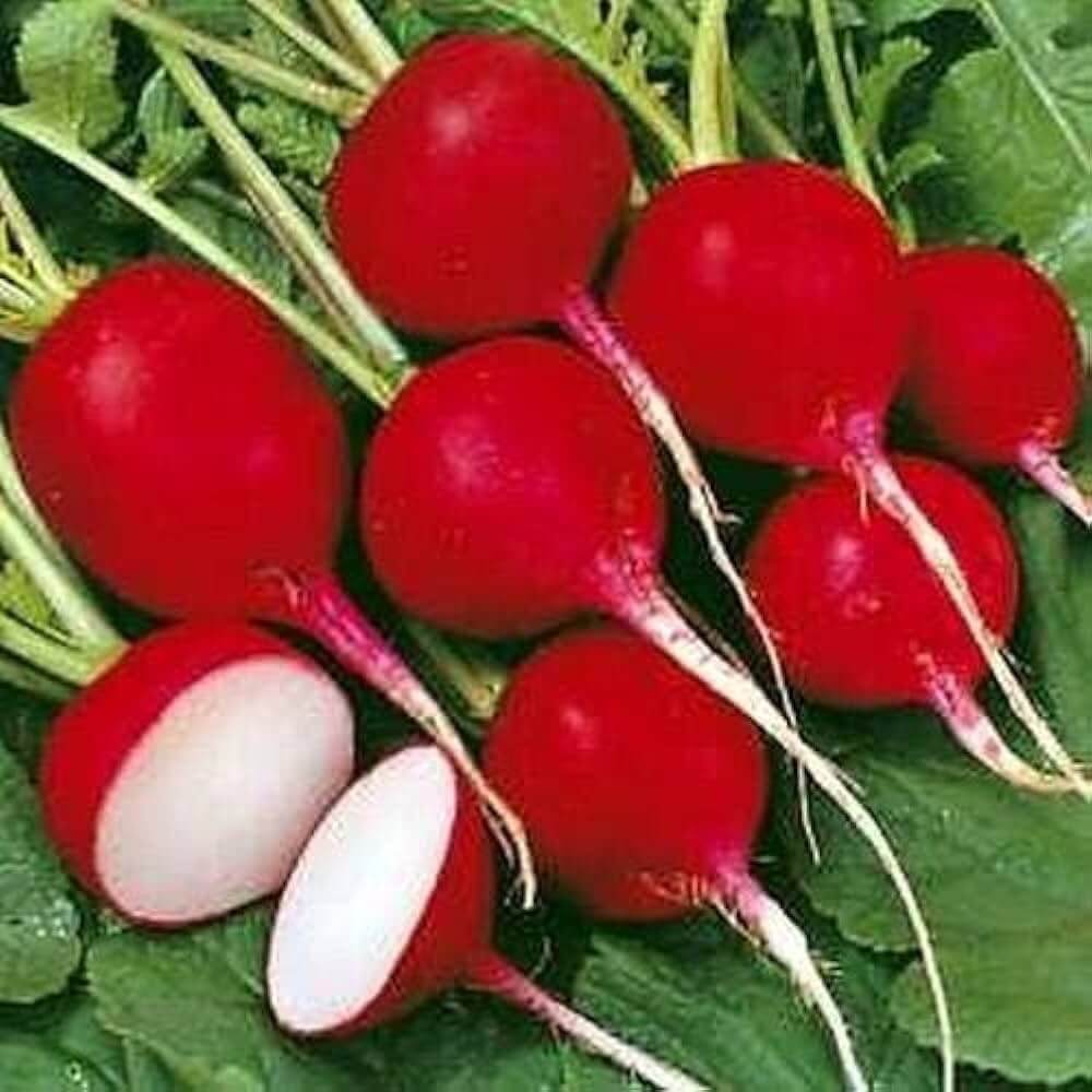 Turnip Seeds – Red