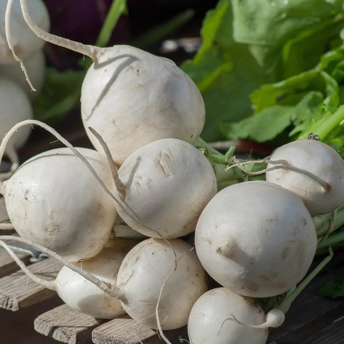 Turnip Seeds – Shogoin