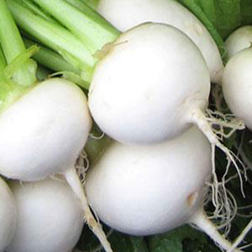 Turnip Seeds – Hakurei Hybrid Japanese
