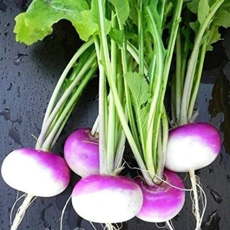 Turnip Seeds – Purple White
