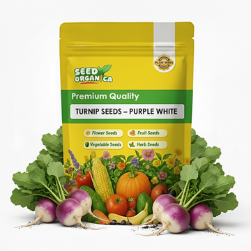Turnip Seeds – Purple White