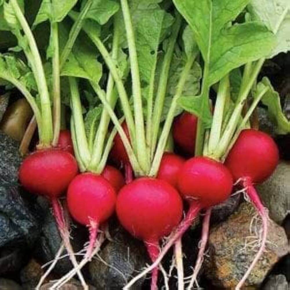 Turnip Seeds – Red