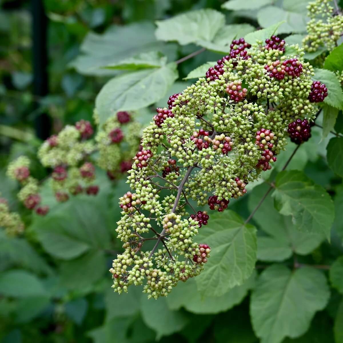 Udo Seeds for Planting