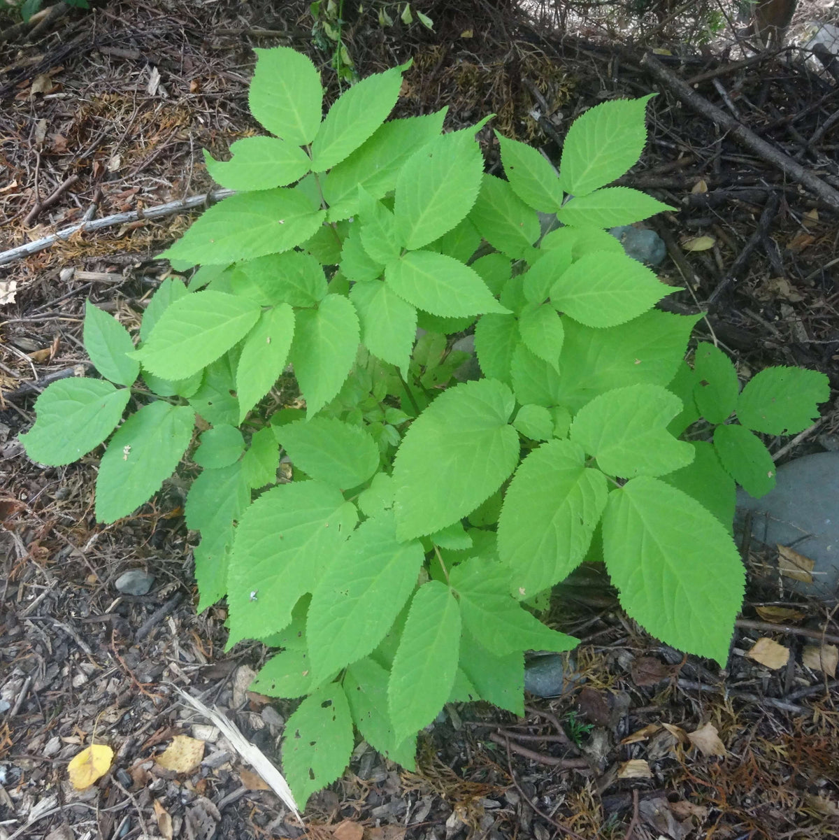 Udo Seeds for Planting