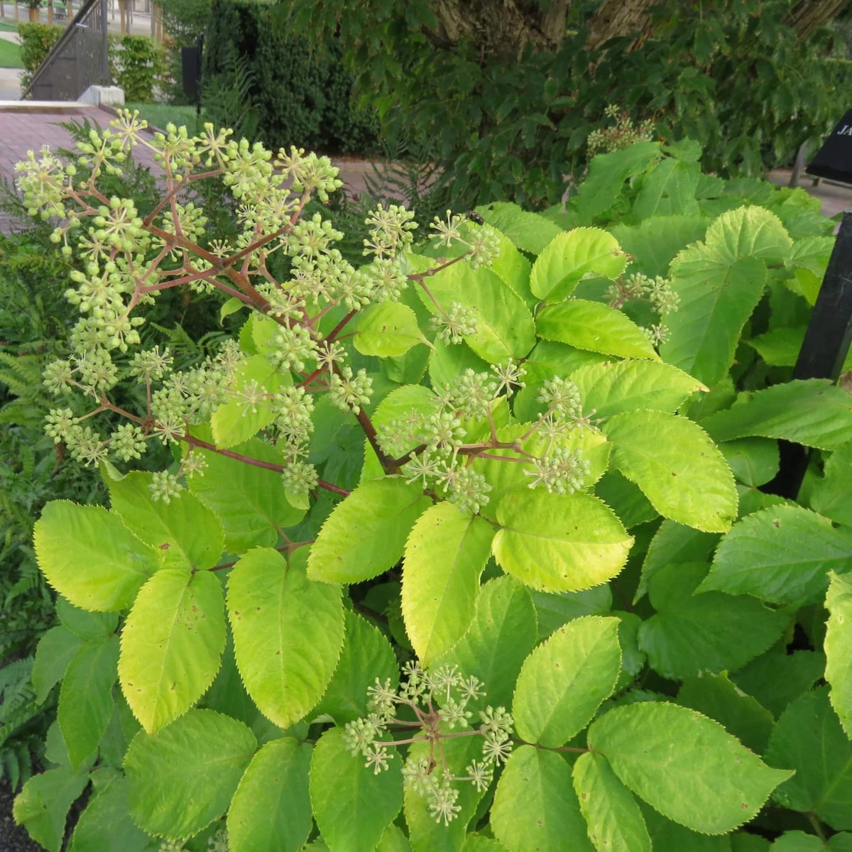 Udo Seeds for Planting