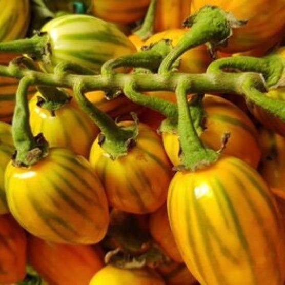 Udumalpet Eggplant Seeds