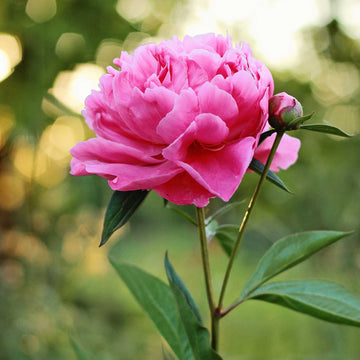 Hardy Perennial Blooms Peony Seeds – Flower Plant