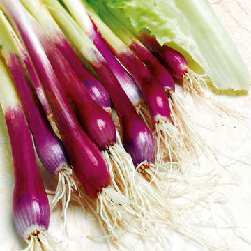 Apache Onion Seeds – Vegetable Plant