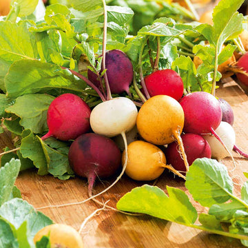Rainbow Mix Radish Seeds – Vegetable Plant