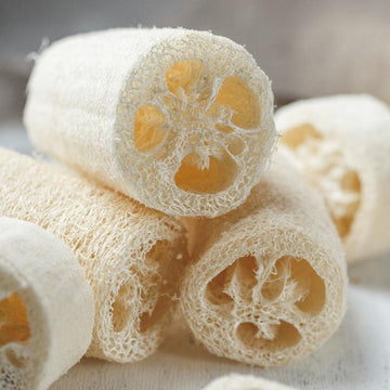Cream Luffa Seeds – Vegetable Plant