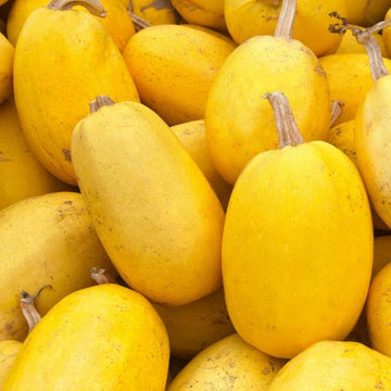 Spaghetti Squash Seeds - Vegetable Plant