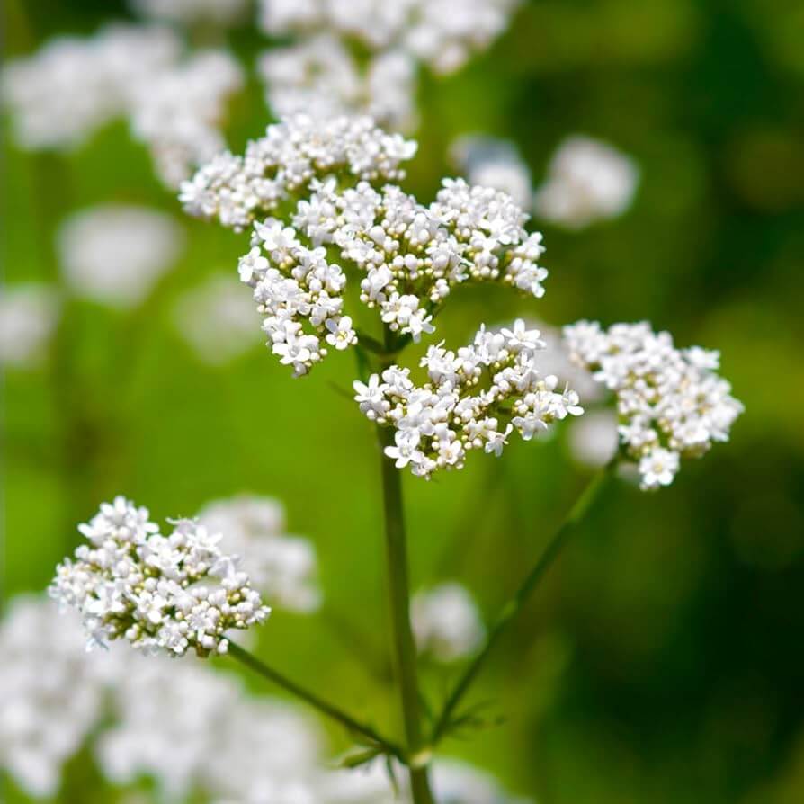 Valerian Seeds – Seasonal Bloomer Heirloom
