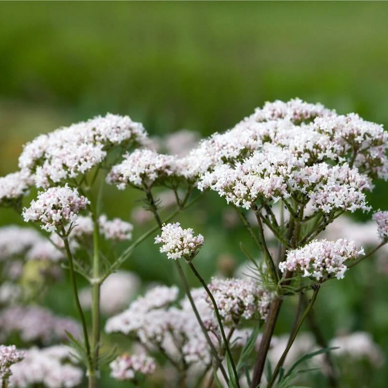 Valerian Seeds – Seasonal Bloomer Heirloom
