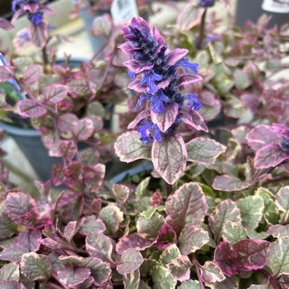 Variegated Ajuga Seeds