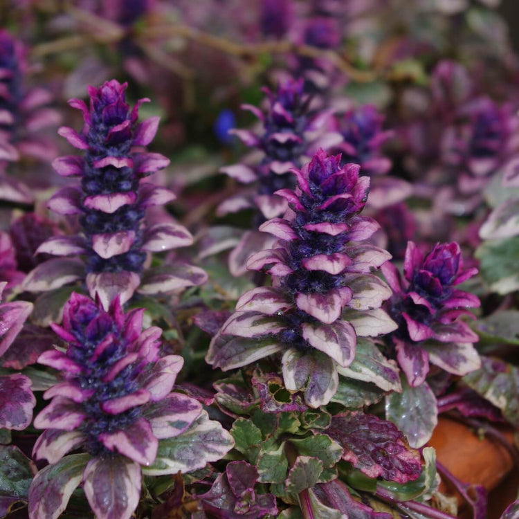 Variegated Ajuga Seeds