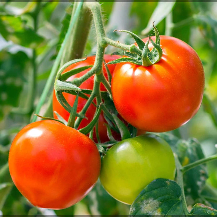 Vegetable Garden Starter Pack Kit