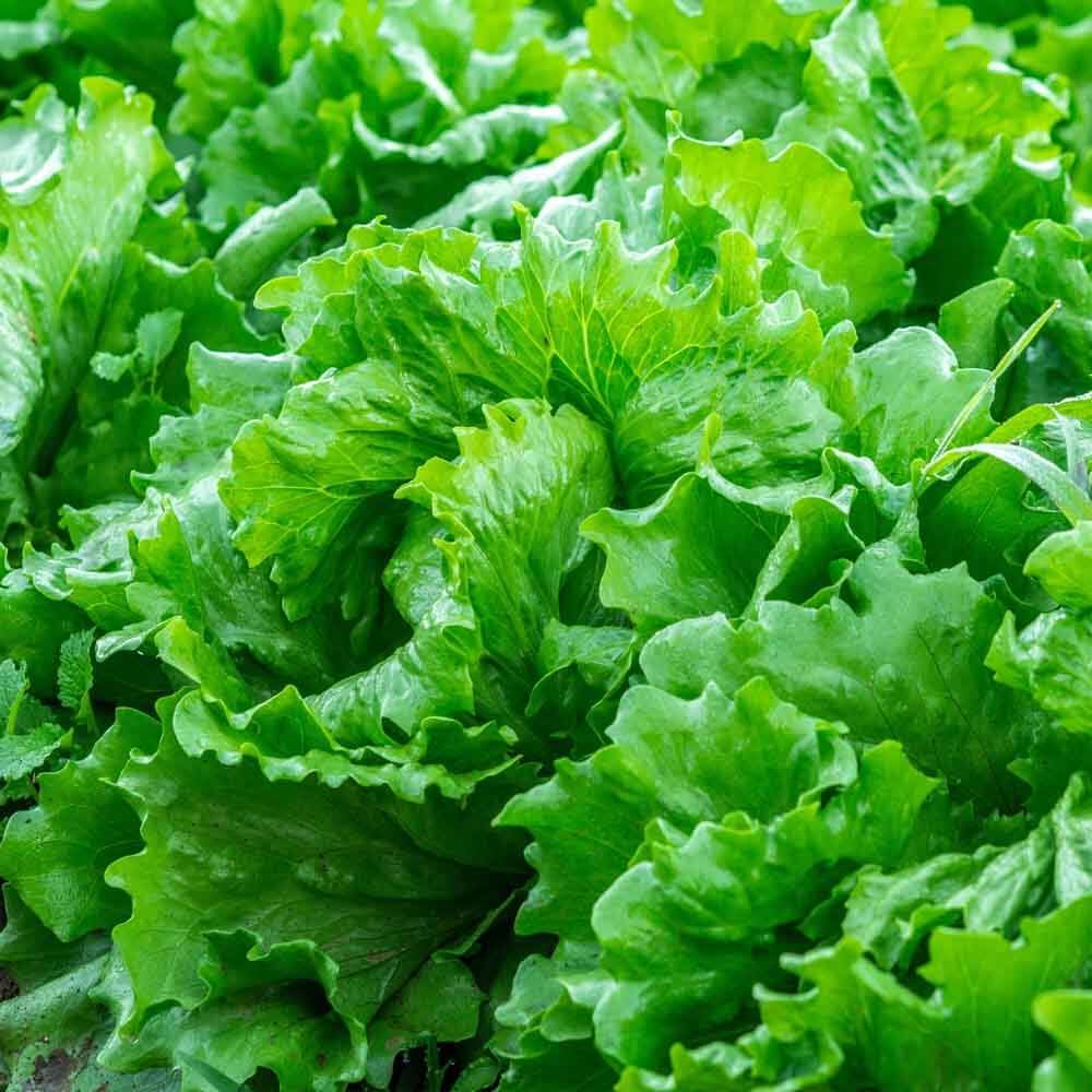 Vegetable Starter Gardens Kit