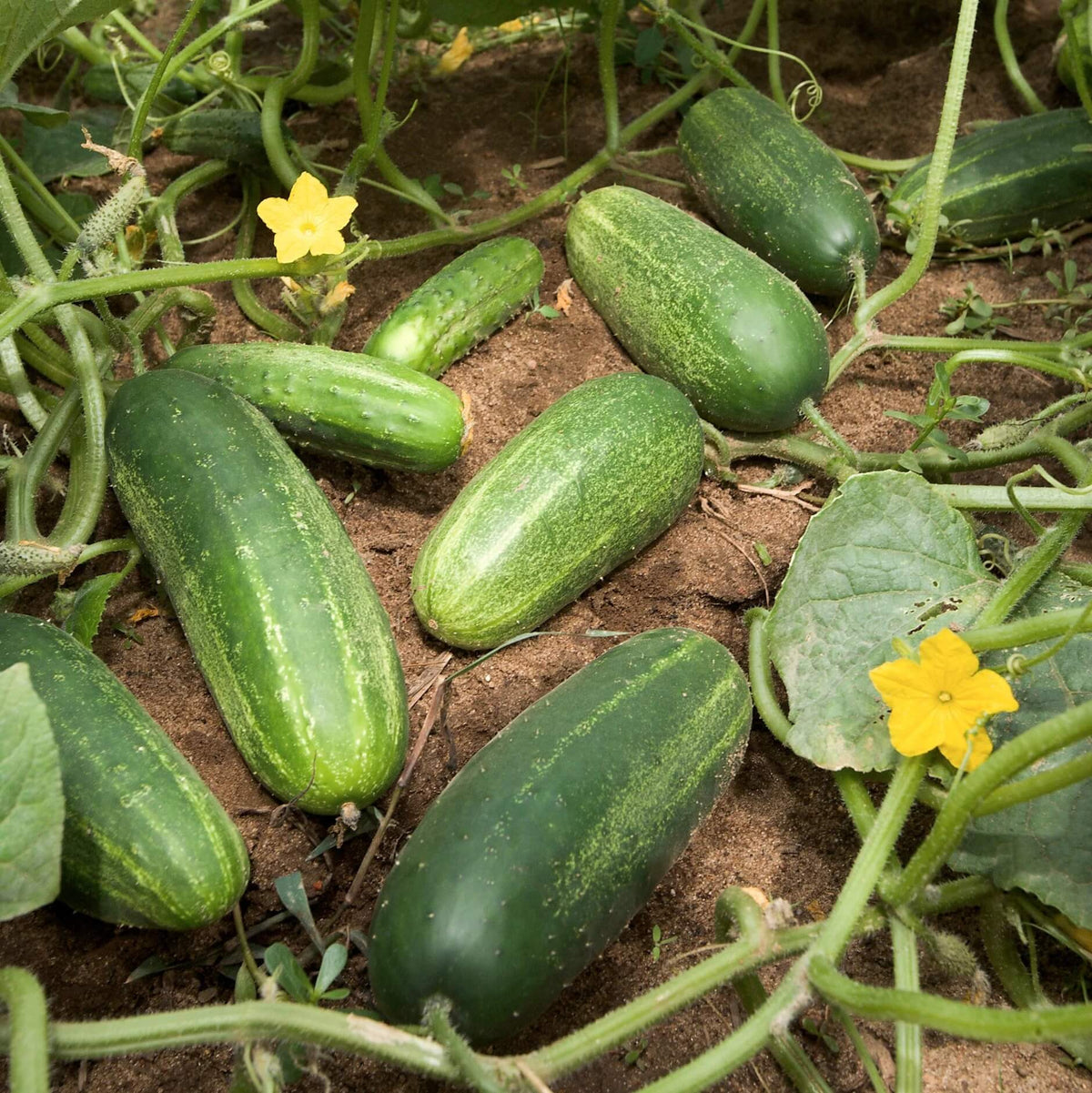 Vegetable Starter Gardens Kit