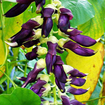 Velvet Bean Seeds – Mucuna Pruriens