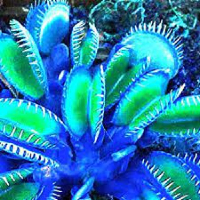 Venus Flytrap Seeds – Blue

