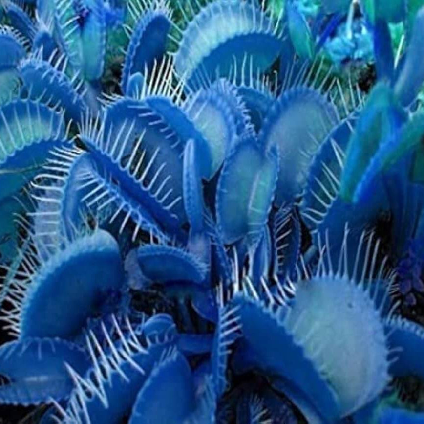 Venus Flytrap Seeds – Blue
