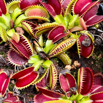 Venus Flytrap Bonsai Seeds - Flower Plant