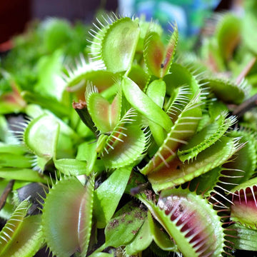 Venus Flytrap Seeds
