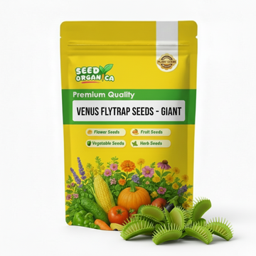 Venus Flytrap Seeds – Giant