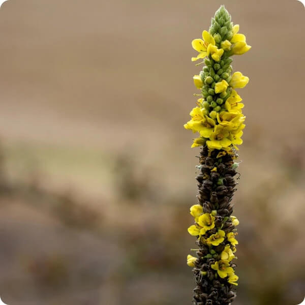 Verbascum Seeds – Great Mullein